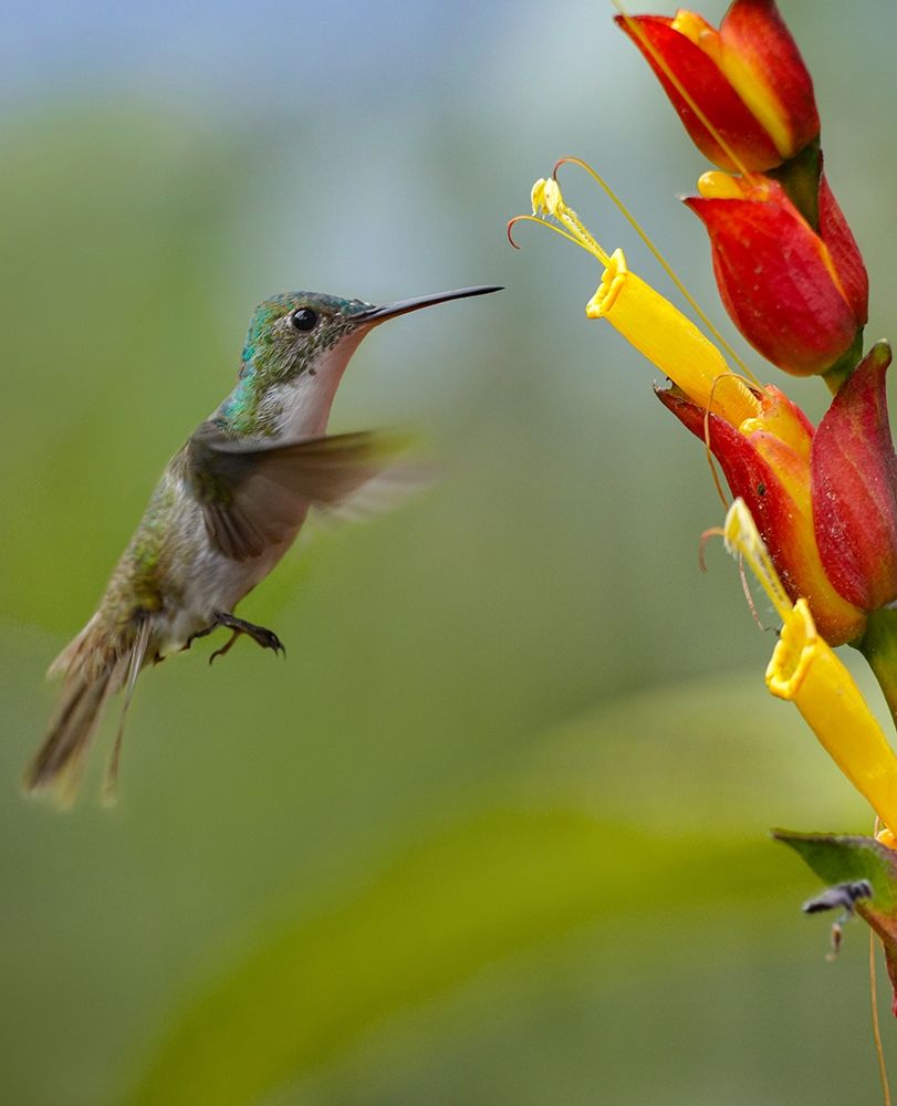 Andean Emerald Humming Bird art print by Tim Fitzharris for $57.95 CAD