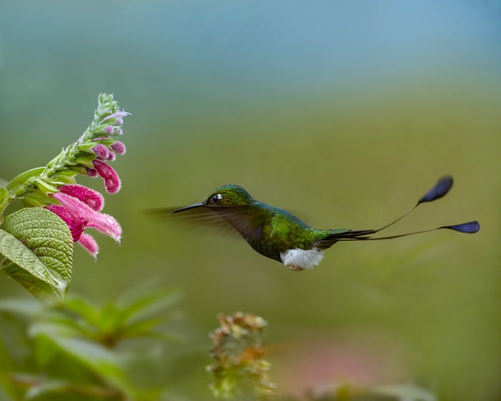 Booted Racket-Tail Hummingbird art print by Tim Fitzharris for $57.95 CAD