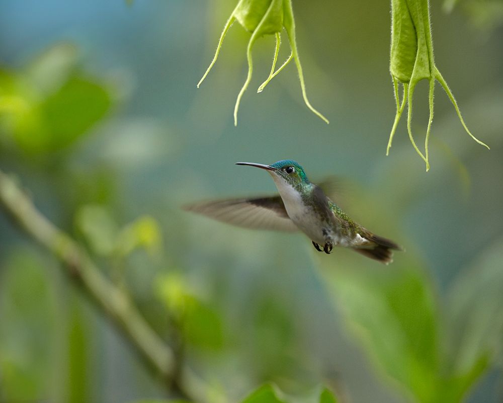 Andean Emerald Humming Bird art print by Tim Fitzharris for $57.95 CAD