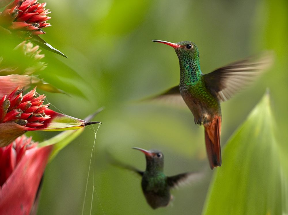 Rufous Tailed Hummingbirds art print by Tim Fitzharris for $57.95 CAD