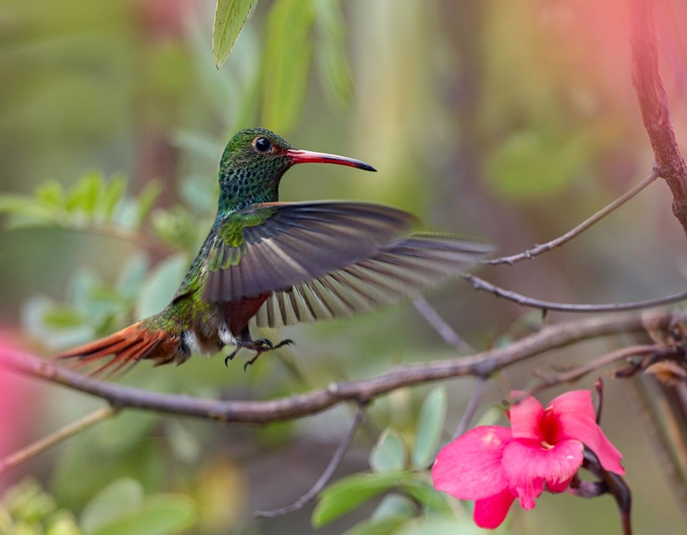 Hovering Male Rufous Tailed Hummingbird art print by Tim Fitzharris for $57.95 CAD