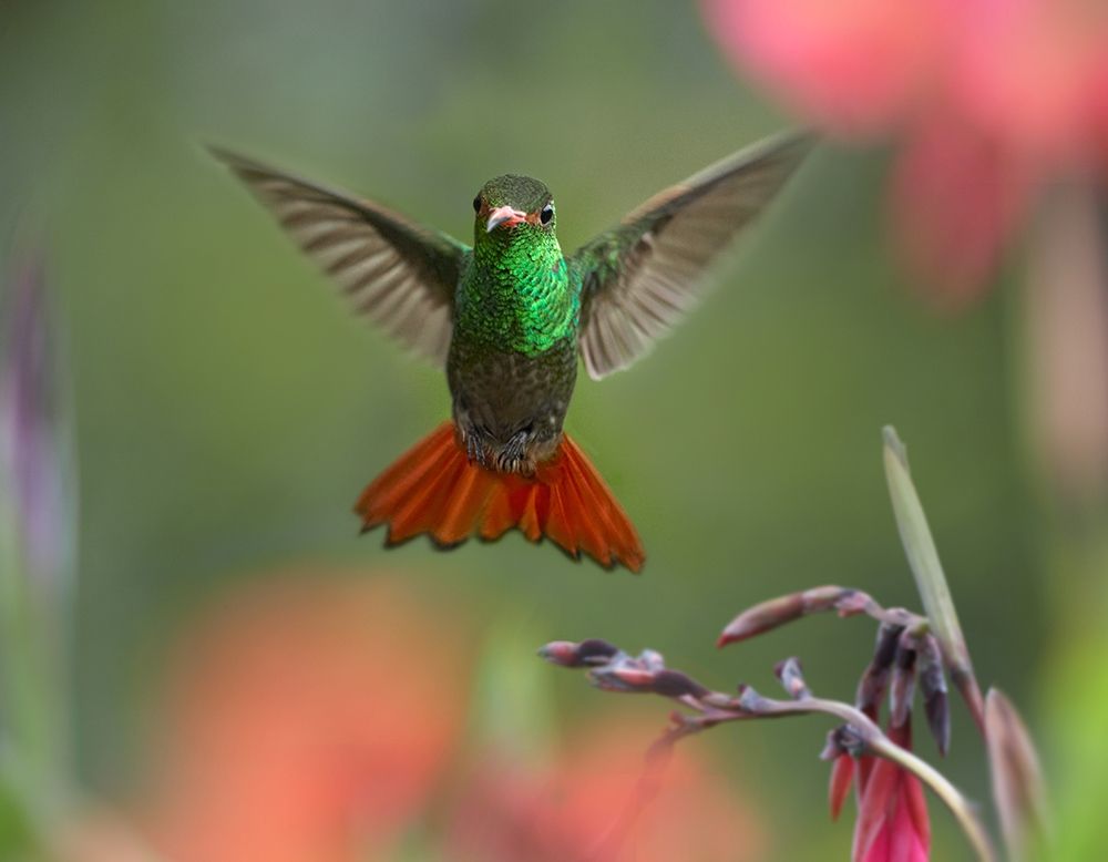 Rufous Tailed Hummingbird art print by Tim Fitzharris for $57.95 CAD