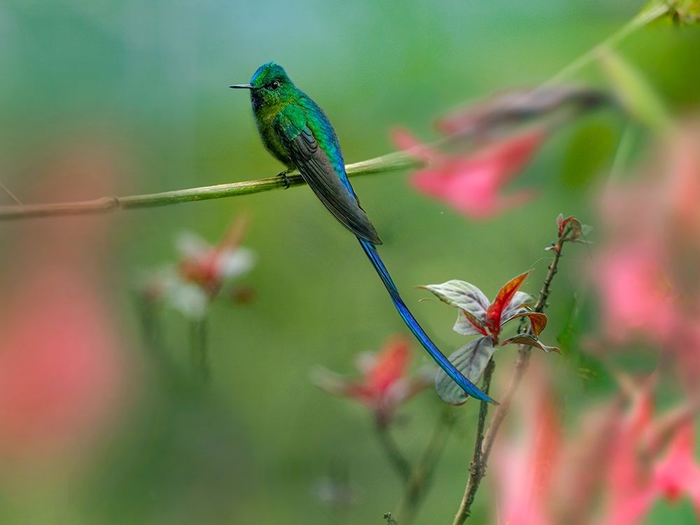 Long Tailed Sylph Hummingbird art print by Tim Fitzharris for $57.95 CAD