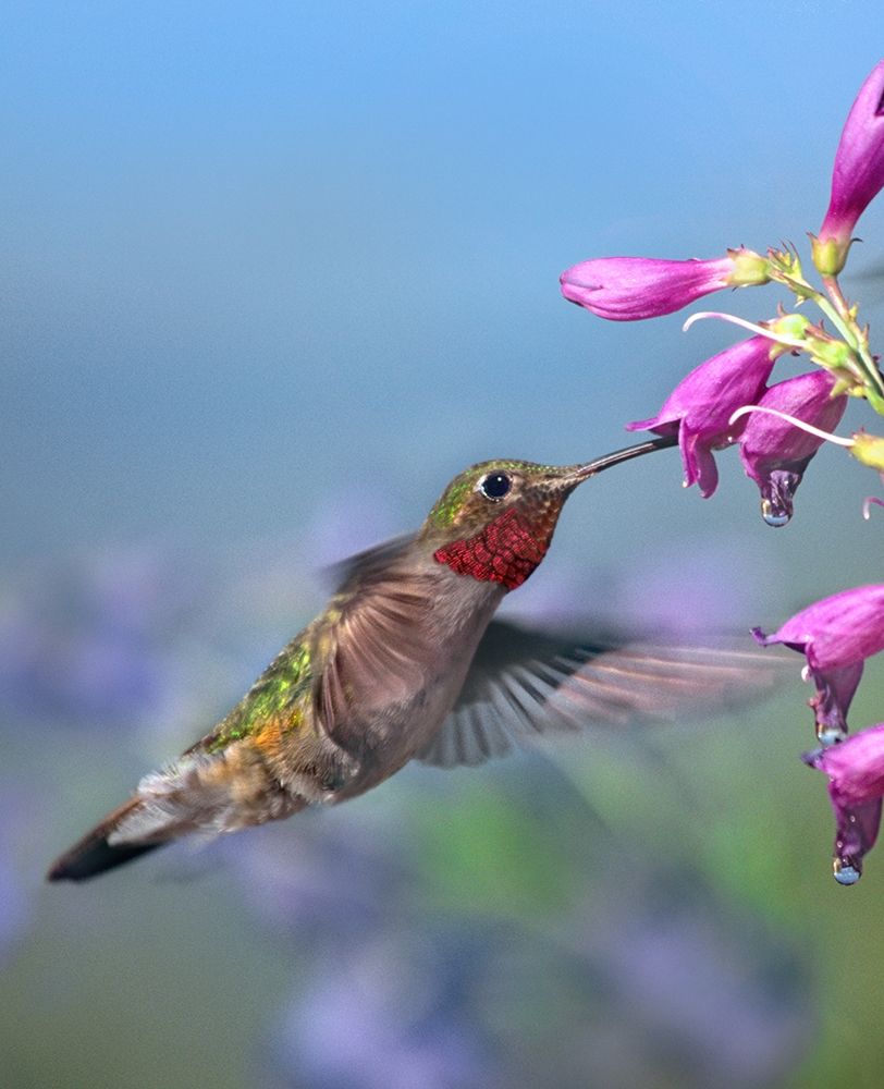 Broad Tailed Hummingbird art print by Tim Fitzharris for $57.95 CAD