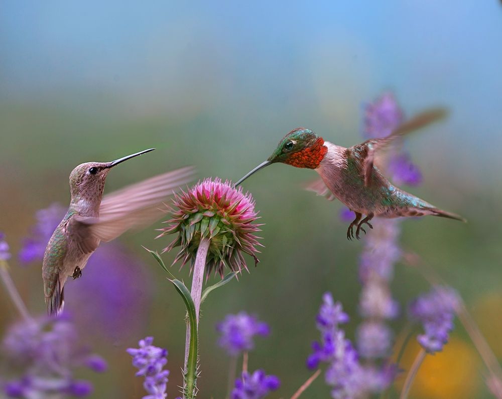 Ruby Throated Hummingbird at Bull Thistle art print by Tim Fitzharris for $57.95 CAD