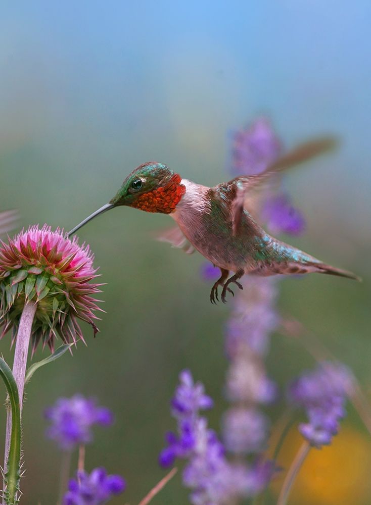 Ruby Throated Hummingbirds art print by Tim Fitzharris for $57.95 CAD