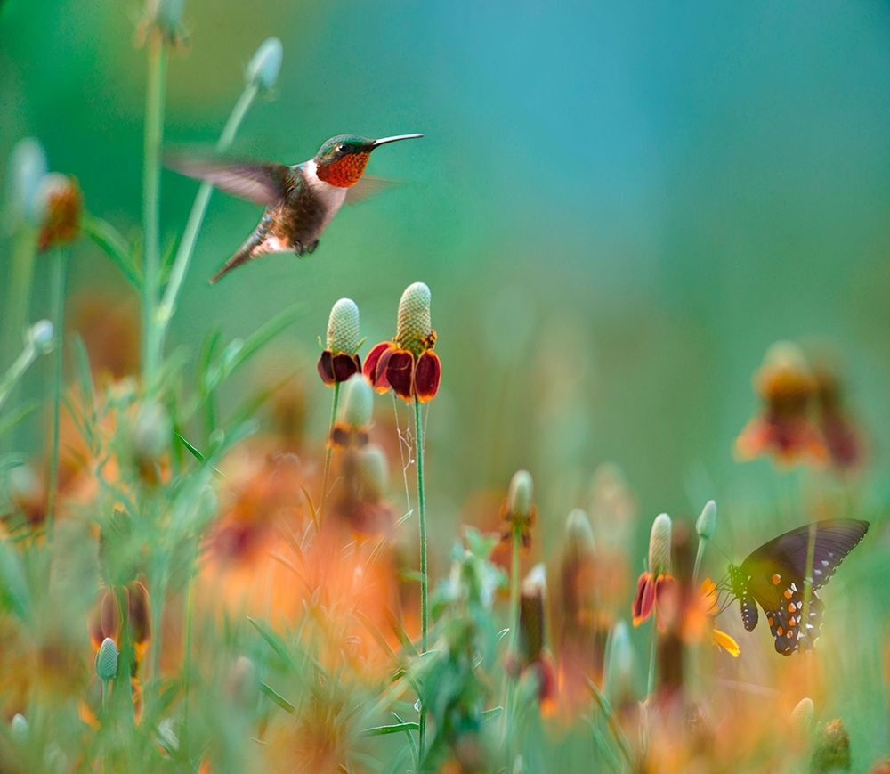 Ruby Throated Hummingbird among Mexican Hat Wildflowers art print by Tim Fitzharris for $57.95 CAD
