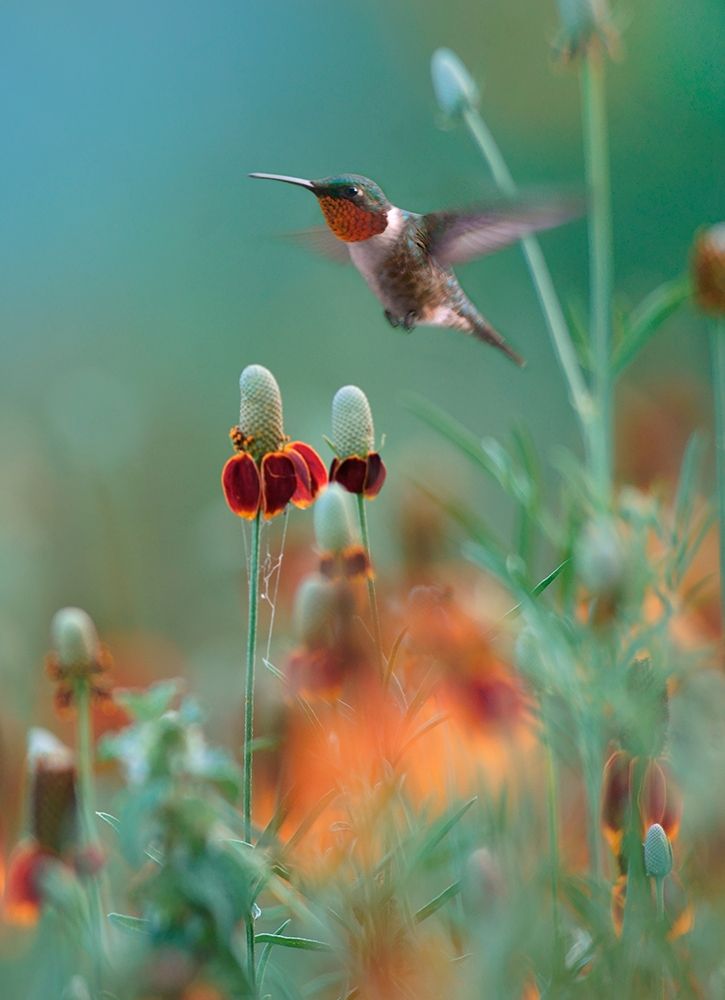 Ruby Throated in Mexican Hat Wildflowers art print by Tim Fitzharris for $57.95 CAD
