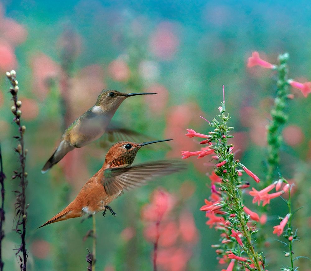 Rufous Hummingbird and Broad Tailed Hummingbird art print by Tim Fitzharris for $57.95 CAD