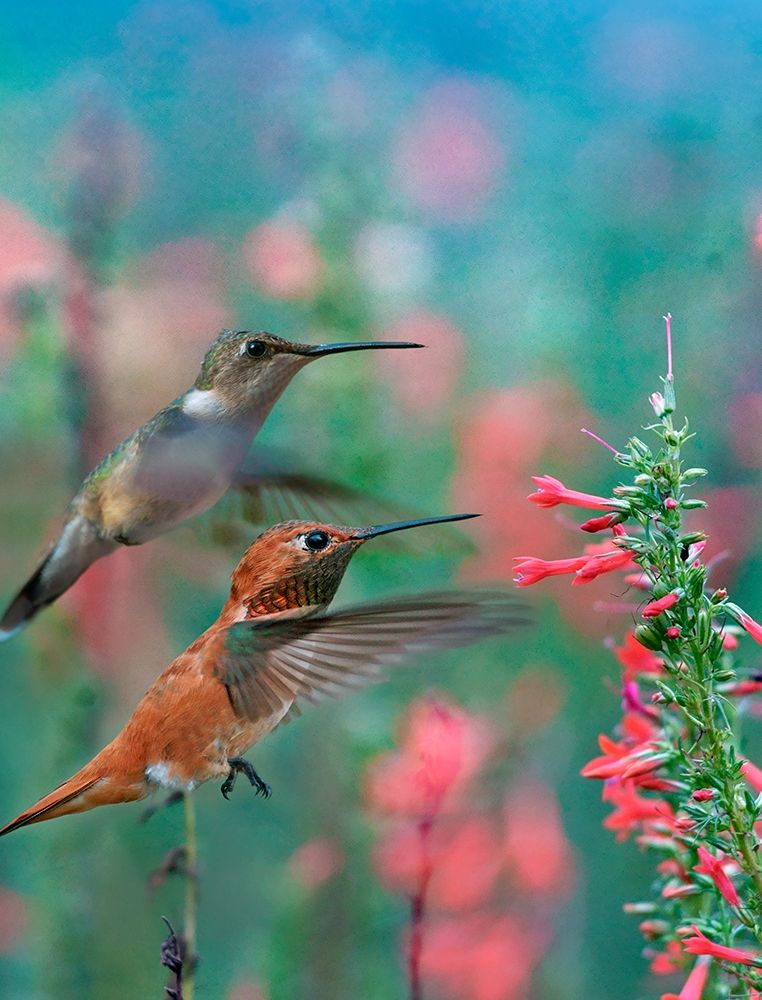 Rufous Hummingbird and Broad Tailed Hummingbirds at Penstemon art print by Tim Fitzharris for $57.95 CAD