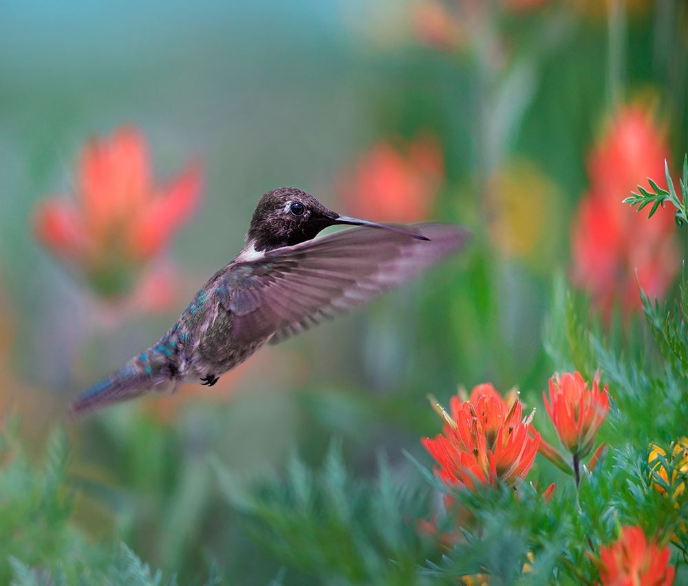 Black Chinned Hummingbird with Indian Paintbrush art print by Tim Fitzharris for $57.95 CAD