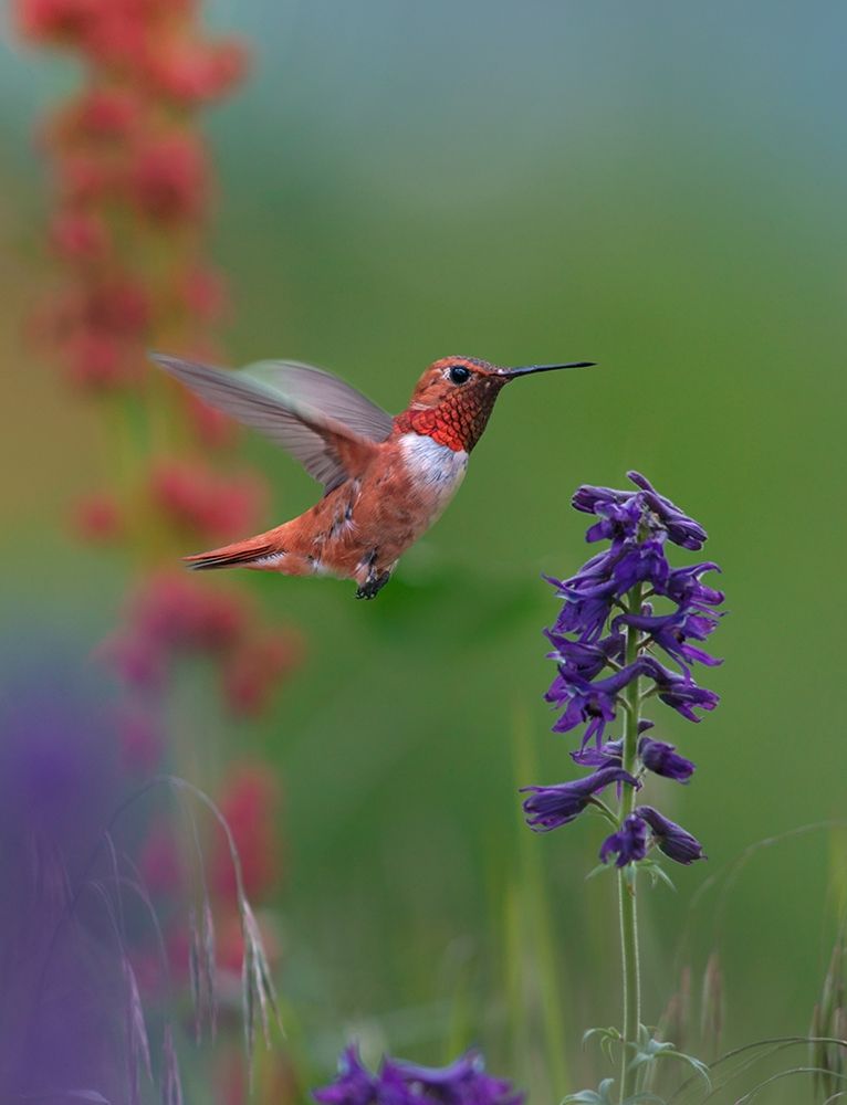 Rufous Hummingbird Hill Country art print by Tim Fitzharris for $57.95 CAD