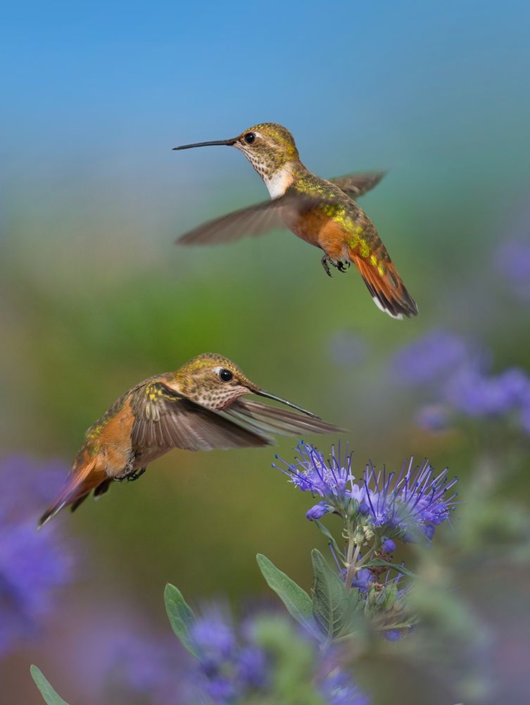 Broad Tailed Hummingbird art print by Tim Fitzharris for $57.95 CAD