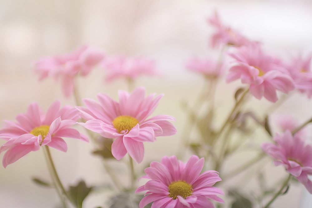 Blooming pink daisies art print by Artographie for $57.95 CAD