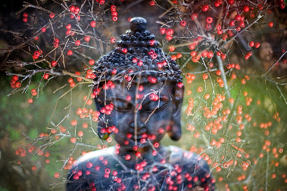 Buddha with Red Berries art print by Artographie for $57.95 CAD