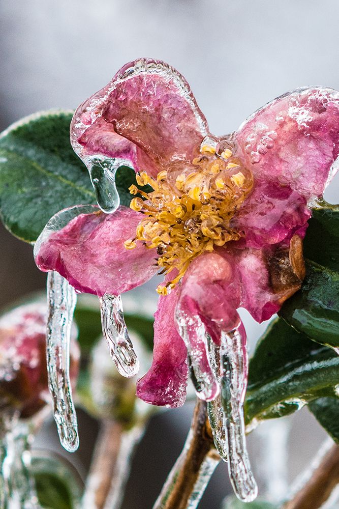 Frozen Flowers at Falls Church, Virginia art print by Lance Cheung for $57.95 CAD