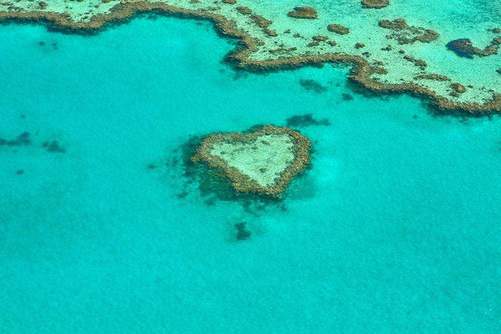 Heart shape coral reef art print by Artographie for $57.95 CAD