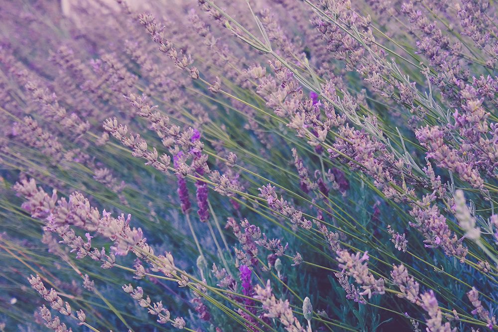 Lavender Field art print by Artographie for $57.95 CAD