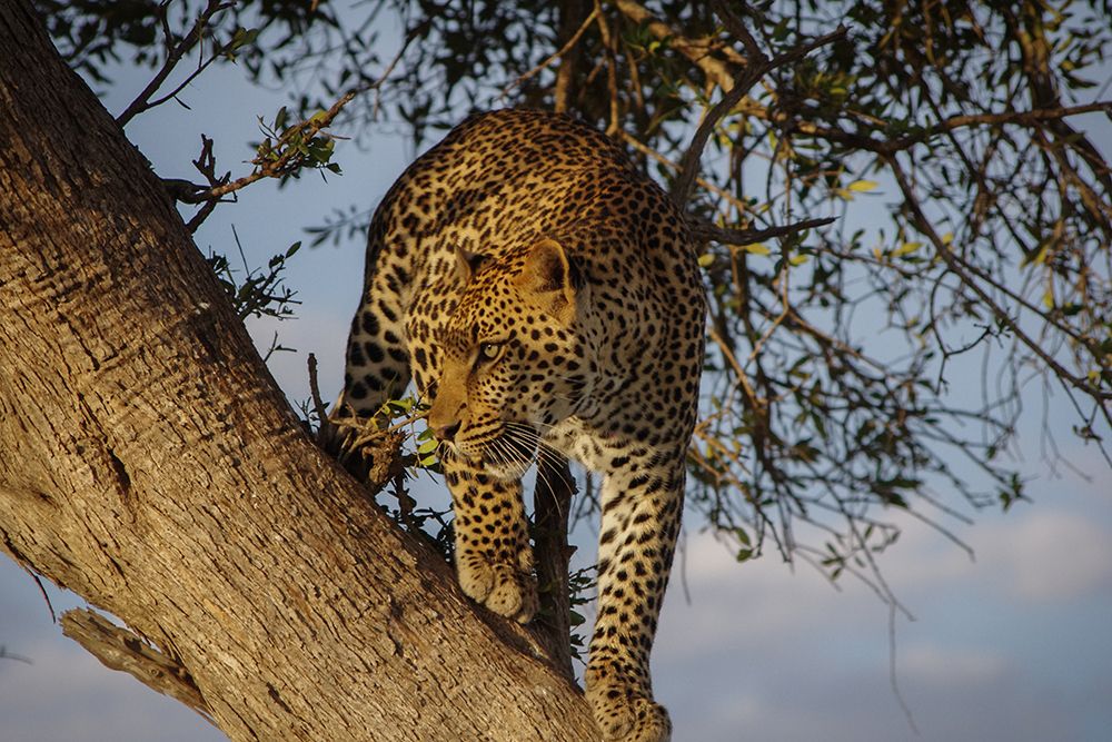 Leopard Perched in a tree Masai Mara art print by Artographie for $57.95 CAD