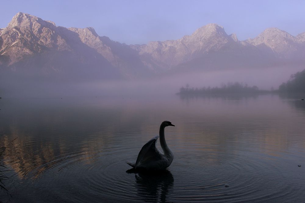 Lone Swan art print by Artographie for $57.95 CAD