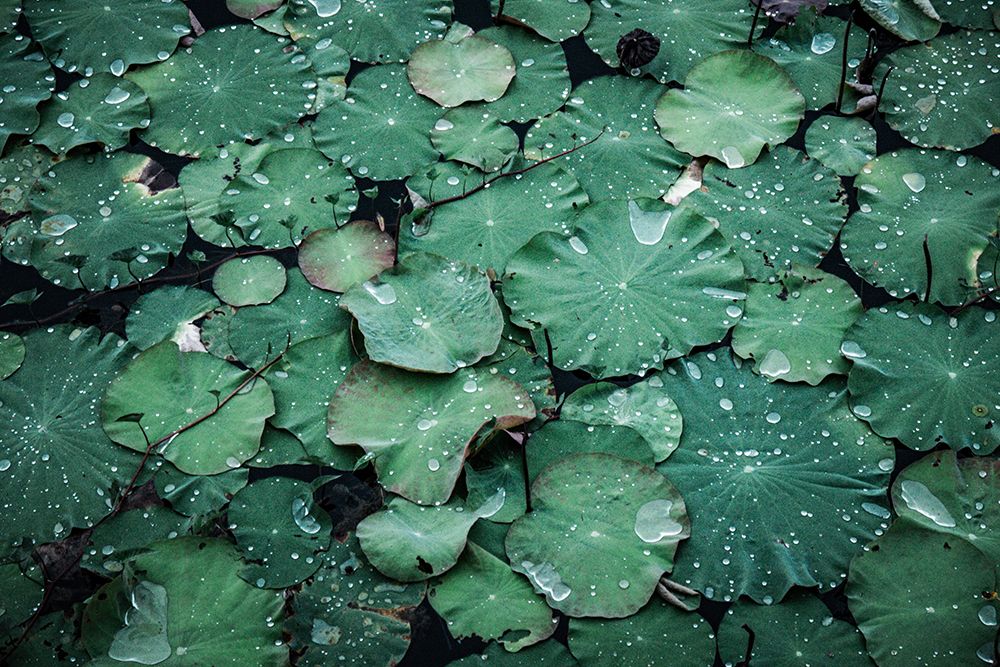 Lotus Leaves in Rain art print by Artographie for $57.95 CAD