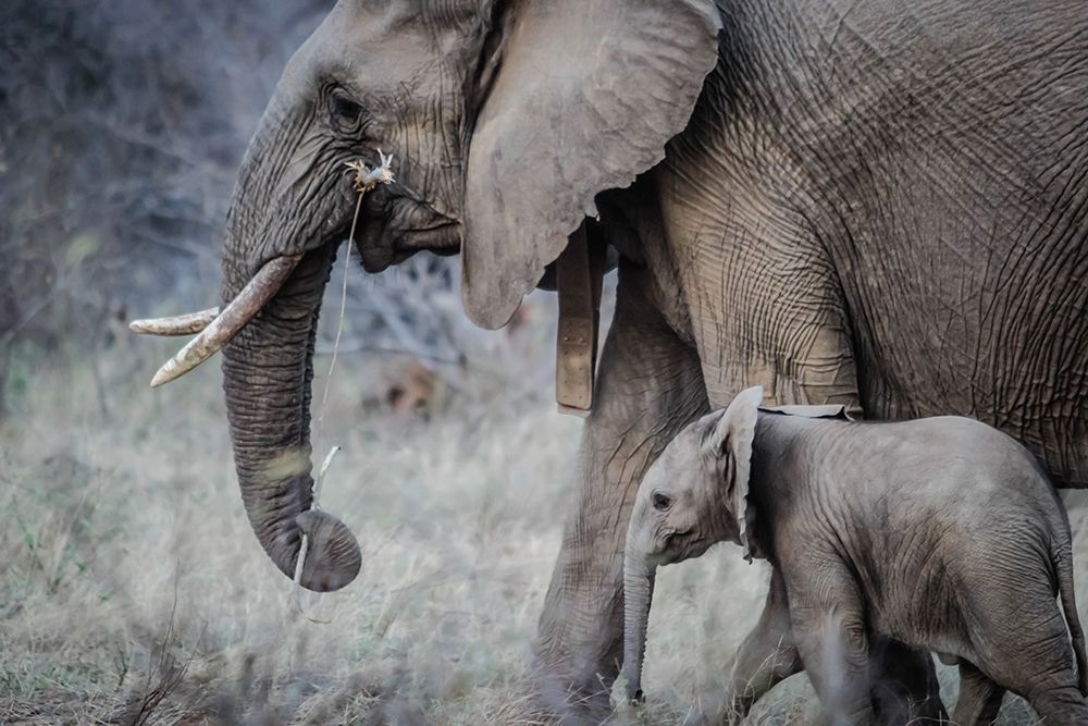 Mother and Baby Elephant art print by Artographie for $57.95 CAD