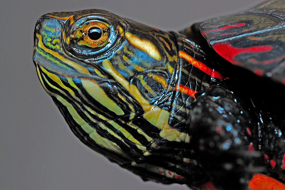 Painted Turtle Best Side art print by Artographie for $57.95 CAD