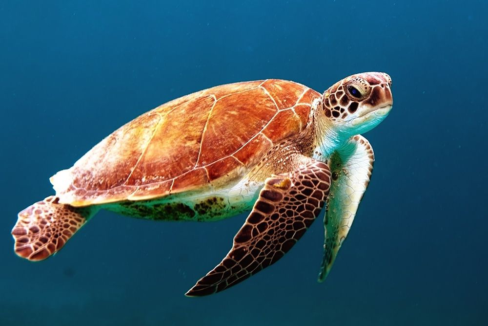 Sea Turtle art print by Artographie for $57.95 CAD
