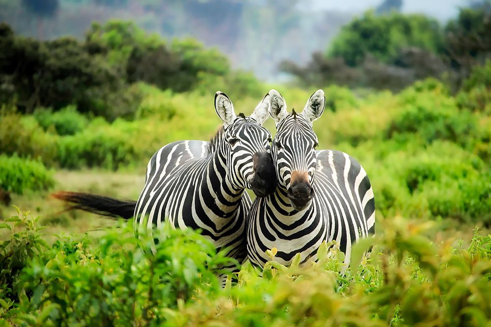 Zebra in Love art print by Artographie for $57.95 CAD