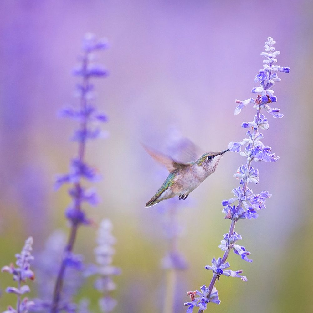 A Hummingbird Feeding on Lavender Flowers art print by Artographie for $57.95 CAD