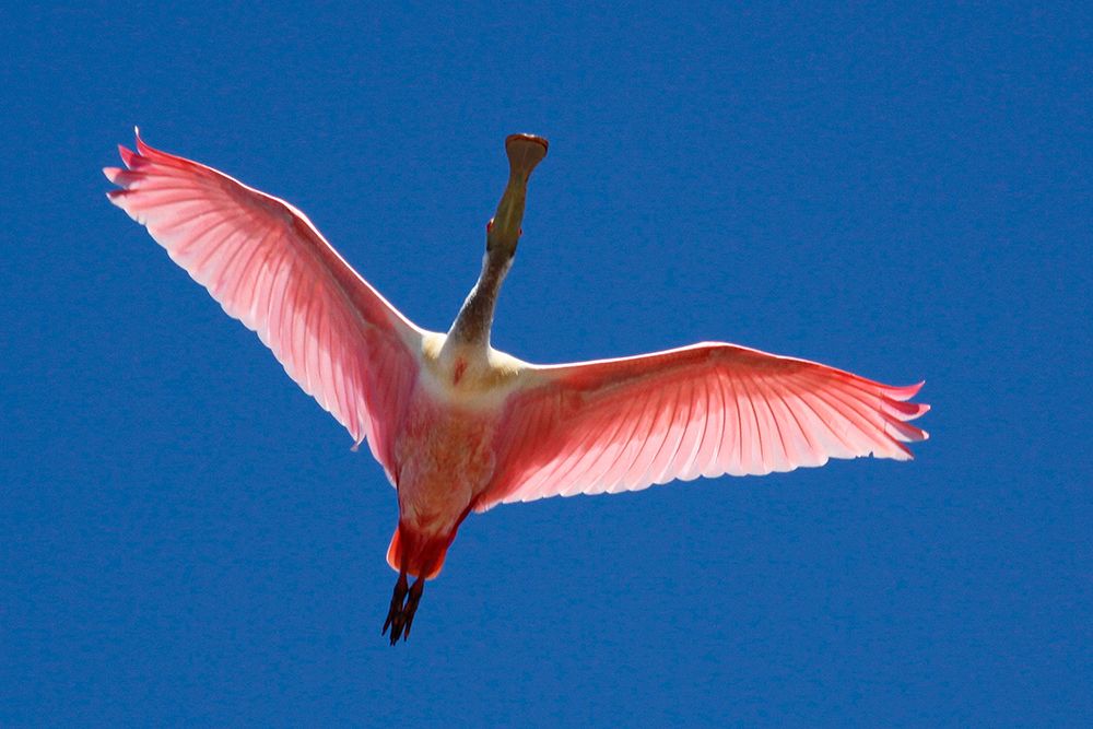 A Roseate Spoonbill Soars Overhead art print by Artographie for $57.95 CAD