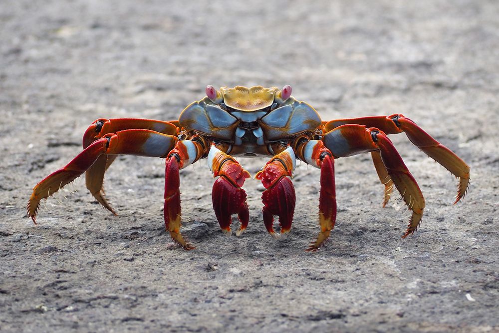 A Sally Lightfoot Crab in the Galapagos art print by Artographie for $57.95 CAD