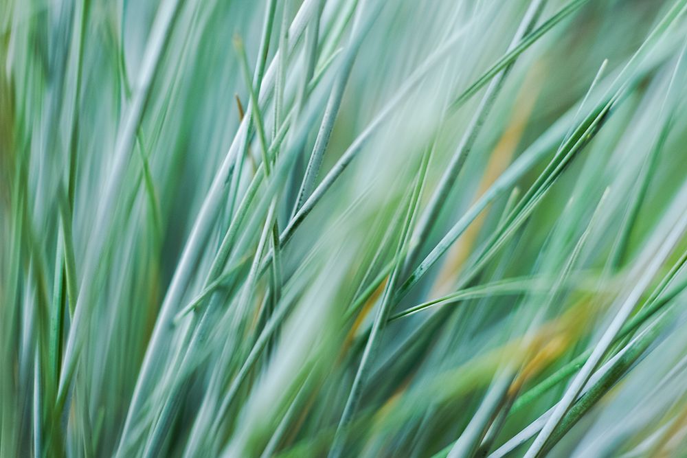 Abstract Grasses art print by Artographie for $57.95 CAD