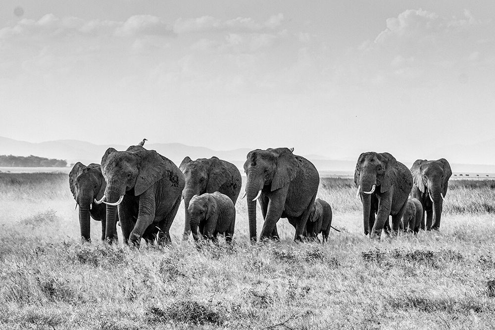 African Elephant Herd art print by Artographie for $57.95 CAD