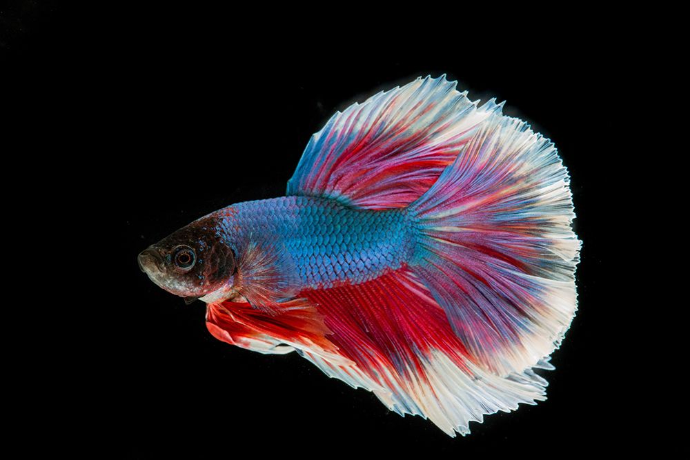 Blue Betta Fish II art print by Artographie for $57.95 CAD