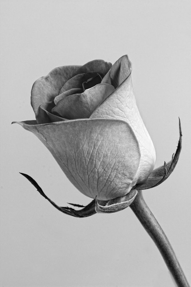 Black and White Rose art print by Artographie for $57.95 CAD