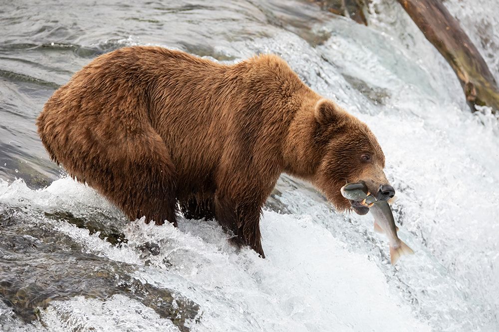 Brown Bear Fishing art print by Artographie for $57.95 CAD