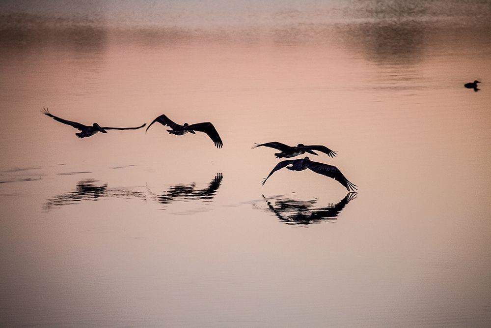 Brown Pelicans Flying Low art print by Artographie for $57.95 CAD