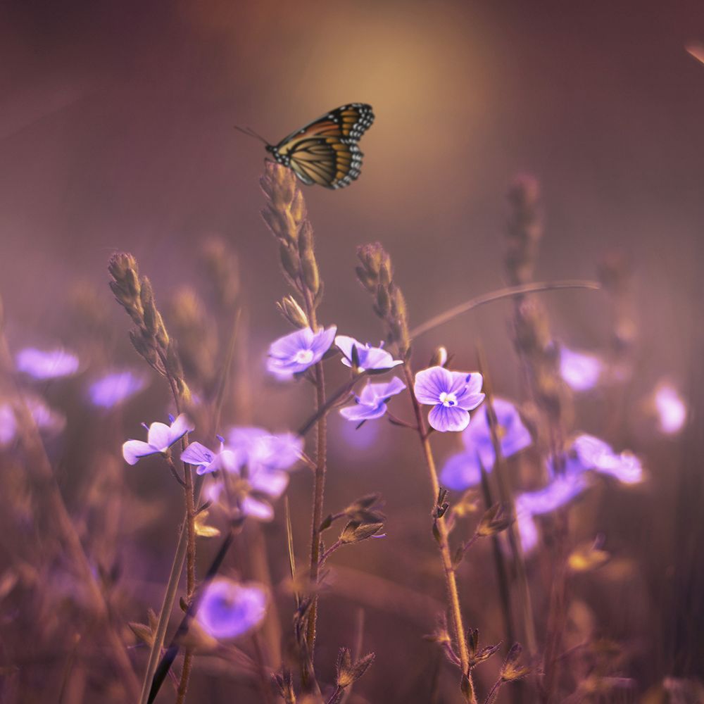 Butterfly and Purple Flowers art print by Artographie for $57.95 CAD