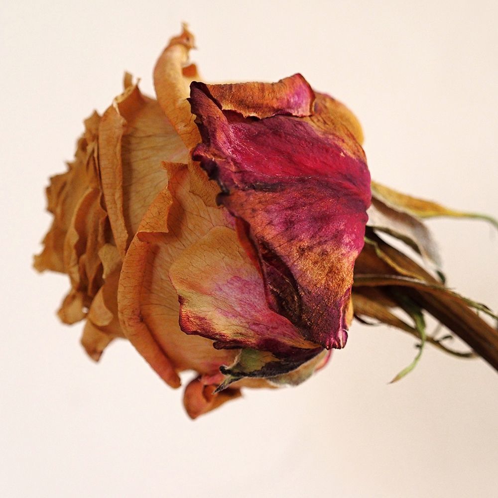 Dried Rose art print by Artographie for $57.95 CAD