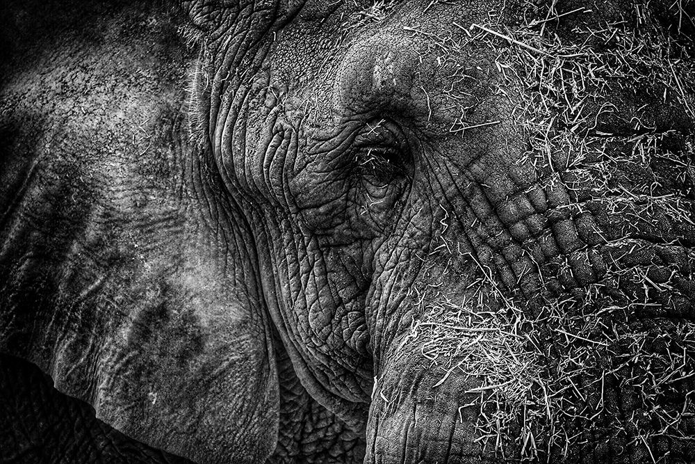Elephant Close Up I art print by Artographie for $57.95 CAD