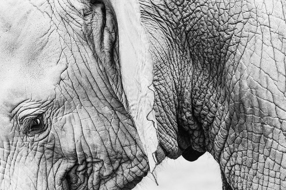 Elephant Close Up II art print by Artographie for $57.95 CAD