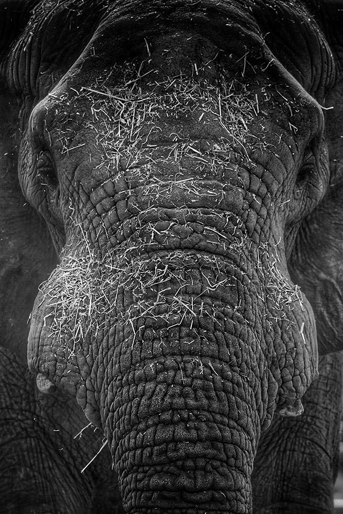 Elephant Close Up III art print by Artographie for $57.95 CAD