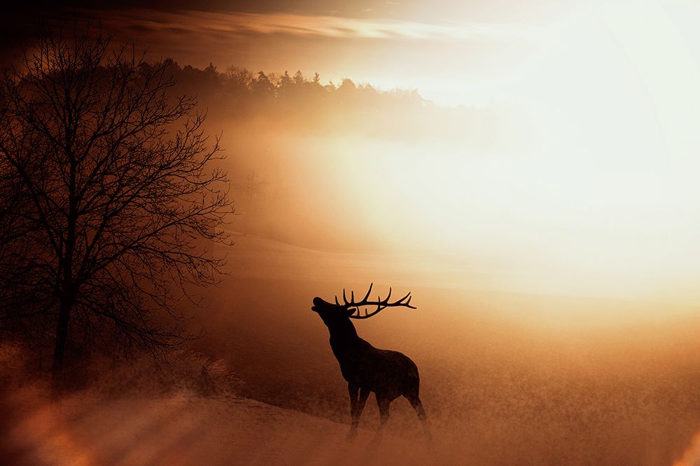 Elk at Sunset I art print by Artographie for $57.95 CAD