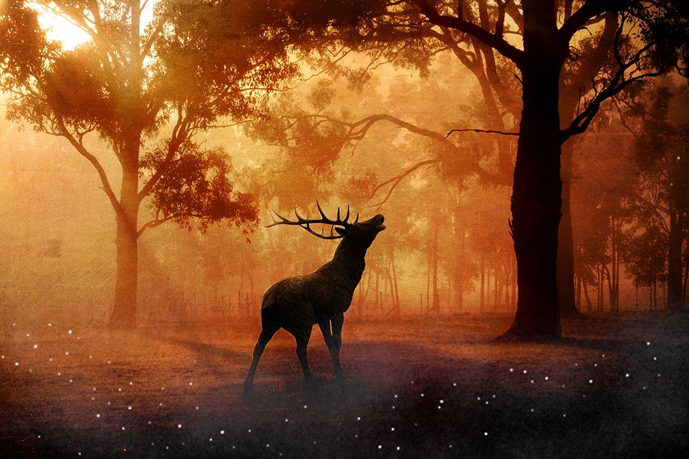 Elk at Sunset II art print by Artographie for $57.95 CAD
