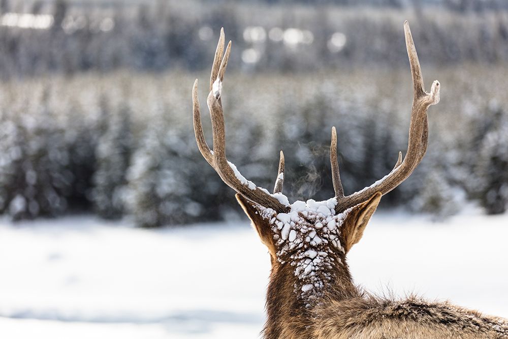 Elk in the Snow art print by Artographie for $57.95 CAD