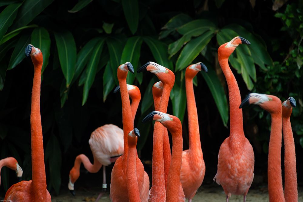 Flock of flamingos in San Diego, United States art print by Artographie for $57.95 CAD