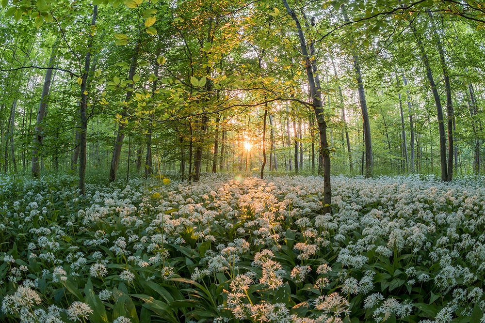 Forest at Sunset with Bears Garlic art print by Artographie for $57.95 CAD