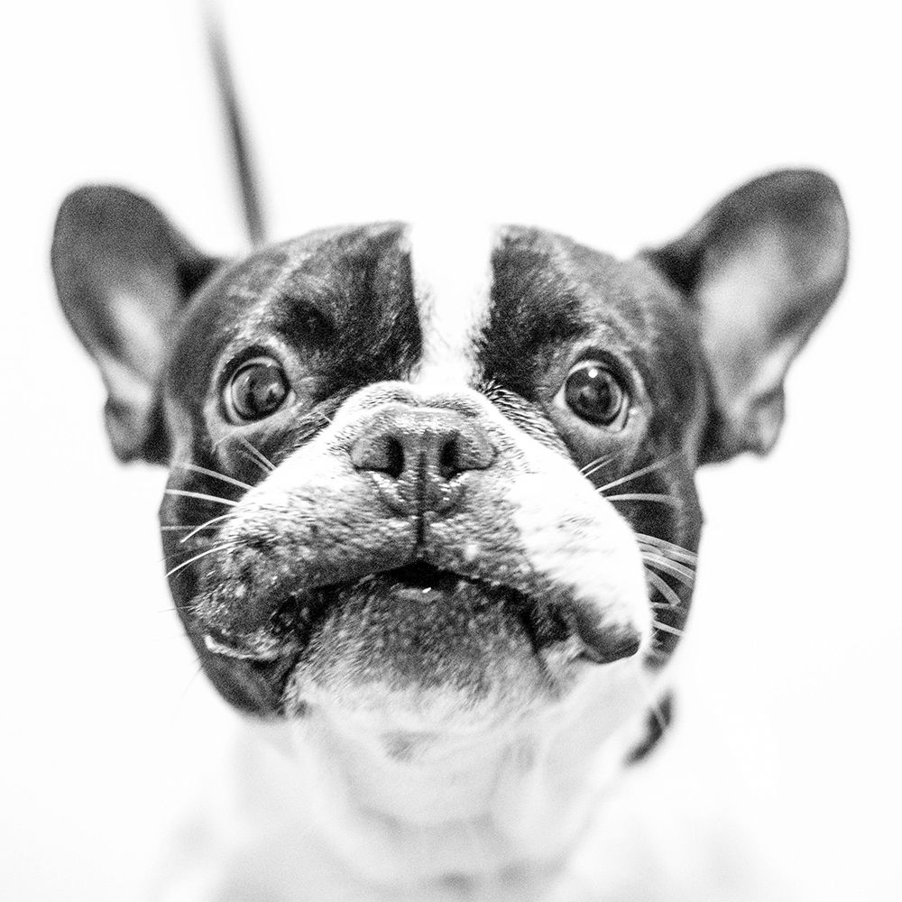 Frenchie up Close art print by Artographie for $57.95 CAD