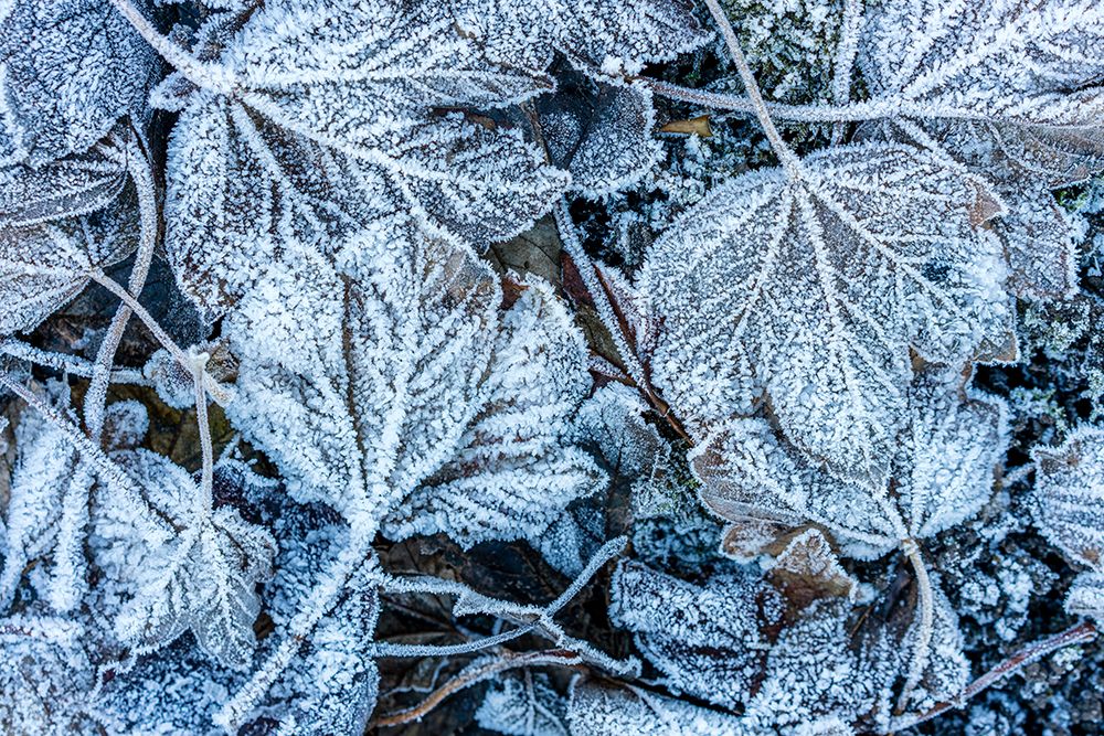 Frosty Leaves art print by Artographie for $57.95 CAD
